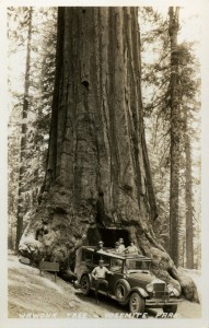 Wawona Tree, Yosemite Park                